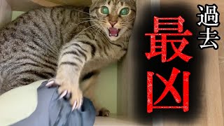 [問題] 有懂日文的朋友可以幫忙嗎?關於貓的親訓
