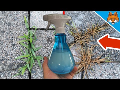 Mein GEHEIMES Wundermittel gegen UNKRAUT💥(Die Nachbarn STAUNEN)🤯