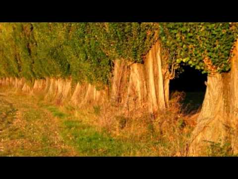 Peter Nagy - Diera v plote