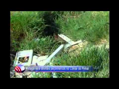 Fala Cidade - 07/11/2012 - Matagal atrai animais peçonhentos no Conde do Pinhal