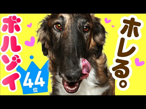 , title : '❤️人気44位【ボルゾイってどんな犬？】子犬の価格や性格、寿命、飼いやすさは？ カワイイ動画でチェック！'