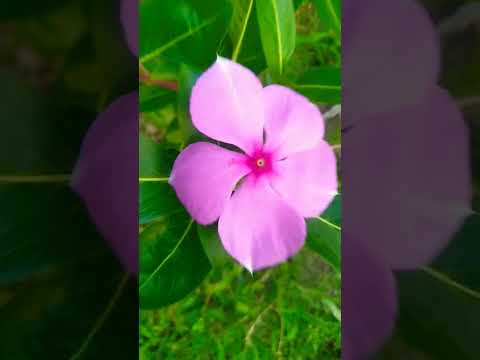 Flowers 🌹🌺 ❤️ # fun with tanushree #flowergarden