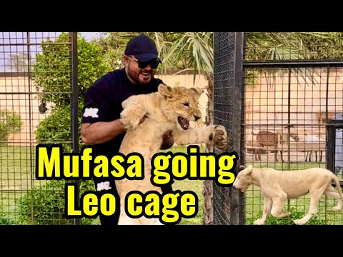 Mufasa nay Leo pr apna roab daal Lia 😱(mian saqib)