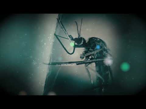 Sussex West Nile Virus