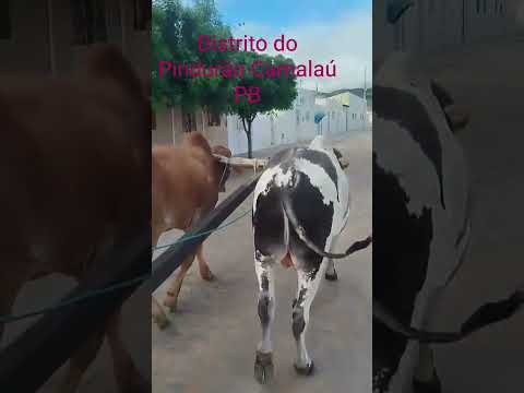Pindurão Camalaú PB