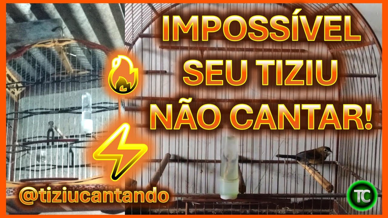 IMPOSSÍVEL SEU TIZIU NÃO CANTAR / PIADO DE FÊMEA DE TIZIU / TIZIU CANTANDO / FÊMEA DE TIZIU 🔥🔥🔥