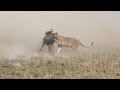 Lioness Attack A Wildebeest Migration And Catching One Wildebeest Bring It Down Video