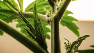 Amazing Timelapse Grow