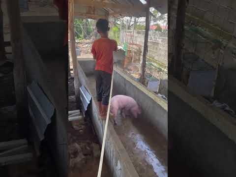 , title : 'Time for cleaning Pig #pig #pigs #piglet'