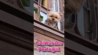 Cute dog watching the world go by #shorts #cutedog #dog