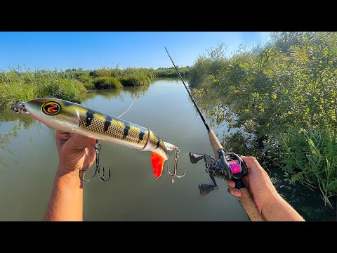 Topwater catfish fishing for 100 kg catfish!