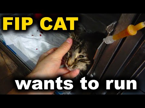 Feline infectious peritonitis Stray Cat can't WALK but wants to RUN- fip cat - fip warrior- Part 1