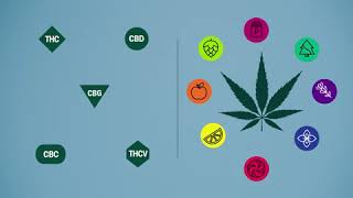 What's the difference between indica vs sativa vs hybrid weed | Leafly