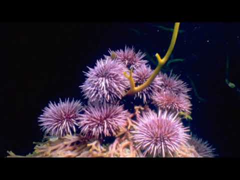 Echinoderms - Urchin Time-lapse, Eating Kelp