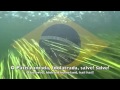 National Anthem: Brazil - Hino Nacional Brasileiro ...