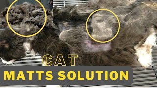 Cat Knots/Mats Solution || Knots kio banty han?? Juray huwy balu ka hal || Animalia Dot Pk