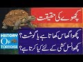 Tortoise History In Urdu Hindi Tortoise Facts Tortoise Age Tortoise Pet Live Abdullah