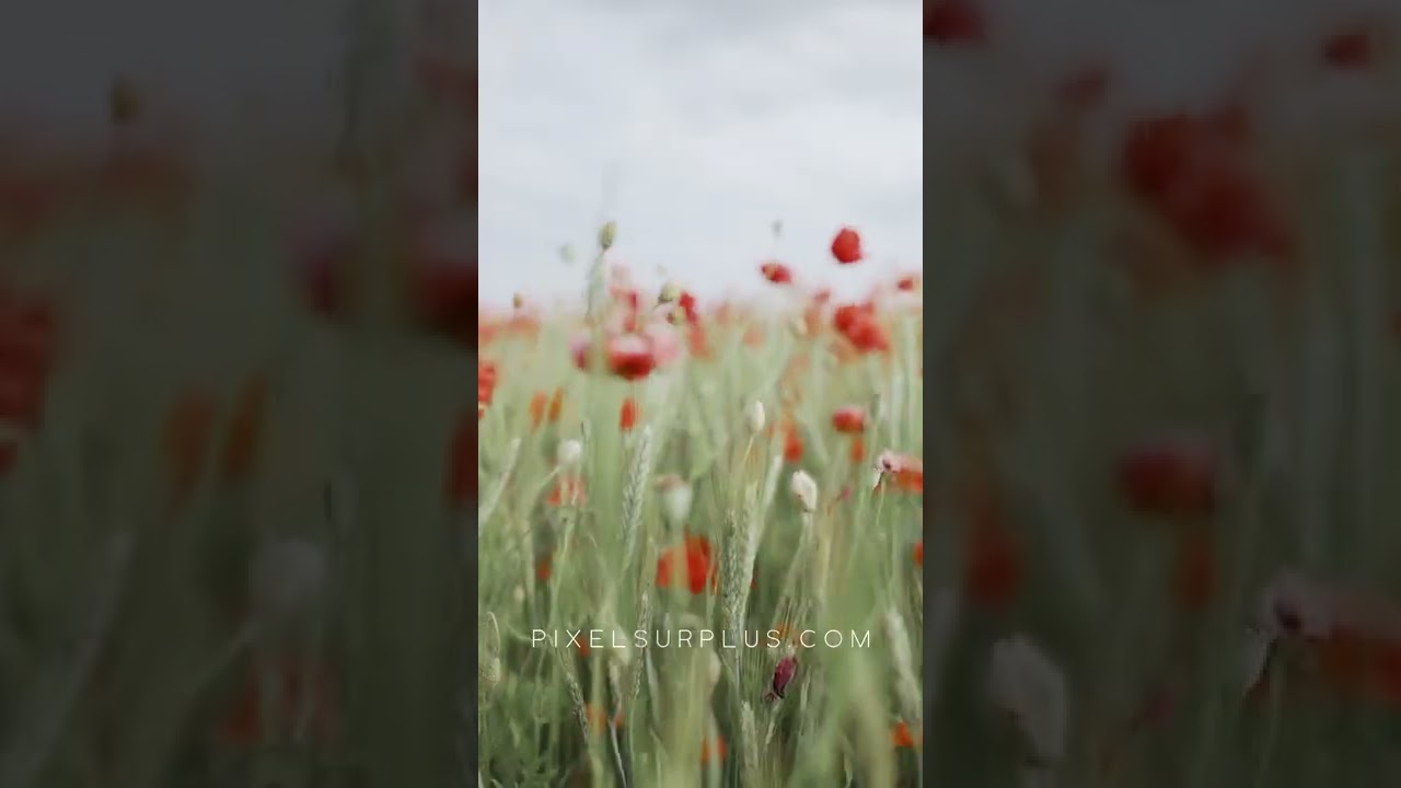 Best Free Summer Script Fonts