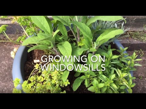 Growing vegetables on windowsills