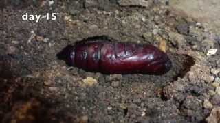 Death's Head Hawk Moth: Development of pupa