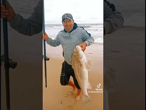 corvinas negras en Maldonado Uruguay