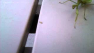 Stoned Praying Mantis