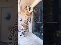 Siberian tiger standing on hind legs