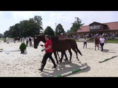 For Sale - Stutfohlen von VonundZu x Feedback