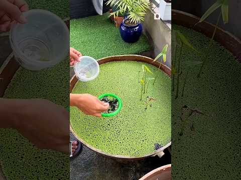 When This Man Clean Mini Pond After Many Days 🐟😱