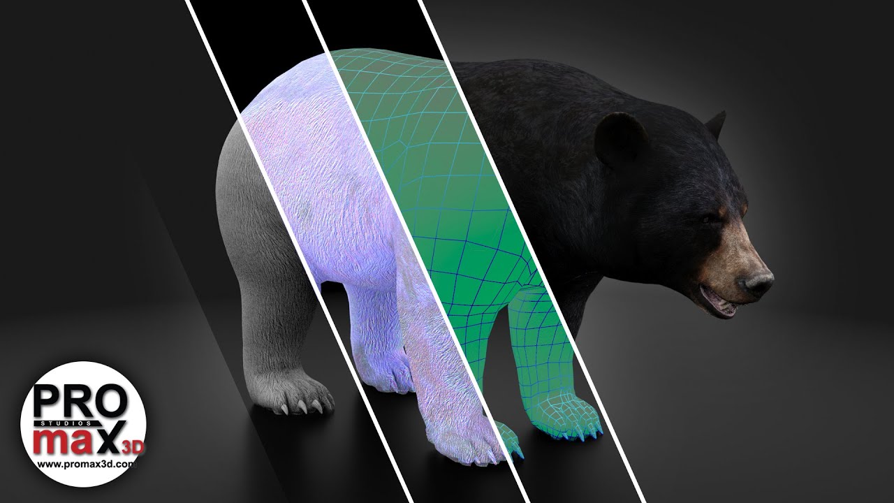 Black Bear 3D Model