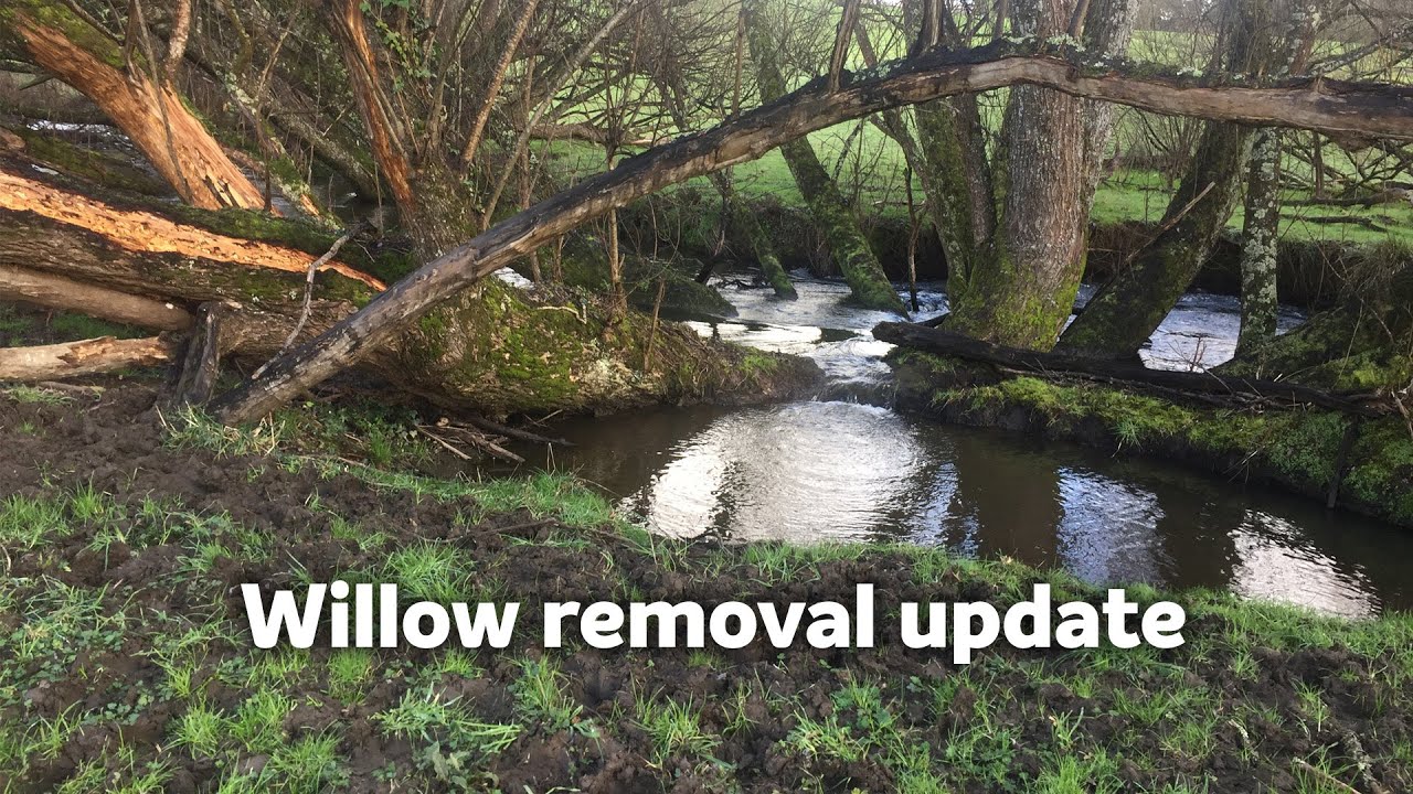 East Barwon Willow Removal and Restoration Project - Community update