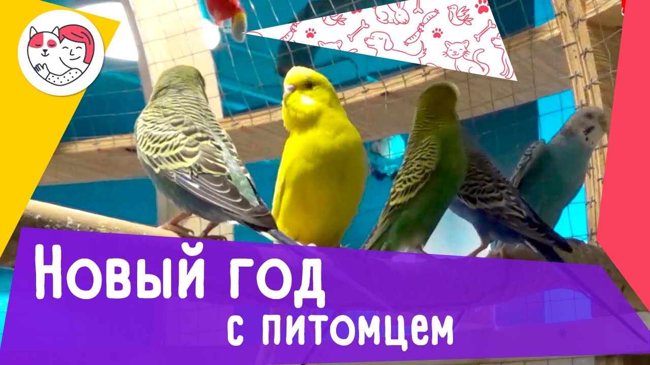 5 интересных вариантов, как отметить Новый год с питомцем