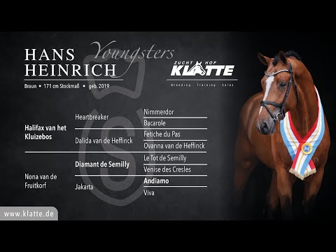 HANS HEINRICH v. Halifax vh Kluizebos x Diamant de Semilly x Andiamo Z - Stallionshow 2022