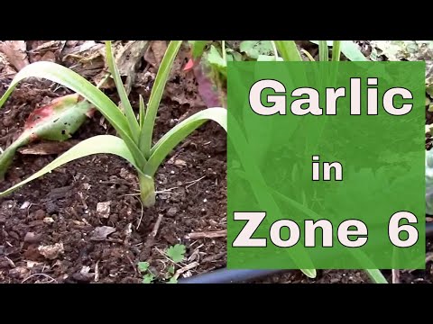 Planting and Growing Garlic in Zone 6.
