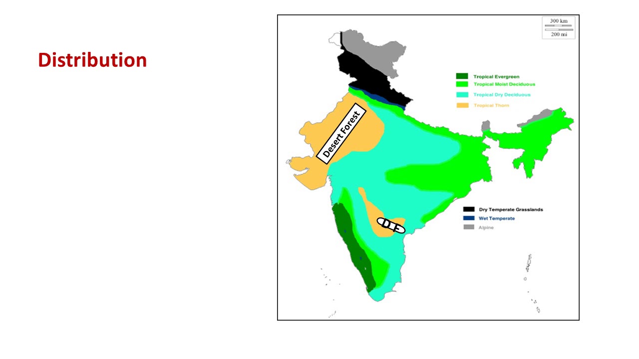 ICSE CLASS 10 GEOGRAPHY- NATURAL VEGETATION