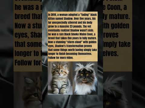 Shadow’s Secret: How a 2lb Kitten Grew Into a 23lb Giant