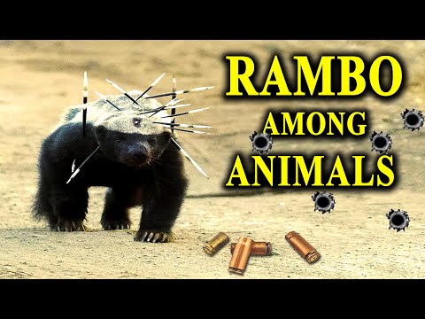 Honey Badger - Fearless, Bulletproof and ...almost Immortal?