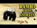 Honey Badger Fearless Bulletproof And Almost Immortal