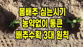 봄 배추심는시기 농약 전혀 치지 않고 통큰 배추 수확하는 3대 원칙