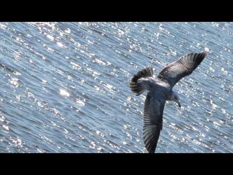 DANIEL HIRTIE - AI UITAT SA-I MULTUMESTI