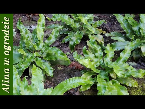 Mój leśny zakątek 1 rok po założeniu