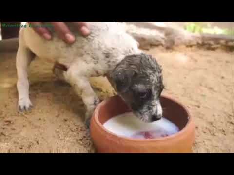 Oddly Satisfying Video With Relaxing & Calm Deep Sleep Music for Stress Relief & Meditation Ep161