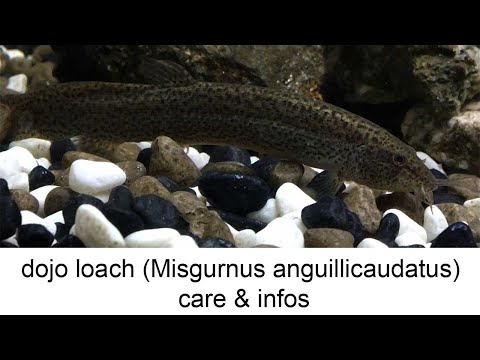 Pĺž dojo (Misgurnus anguillicaudatus) — species profil, akvárium a starostlivosť