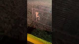 Video preview image #1 Rhodesian Ridgeback Puppy For Sale in NYC, NY, USA