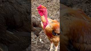 A ROÇA NÃO SAI DE MIM #minasgerais #fazenda #caipira #agro #gado #vidanocampo