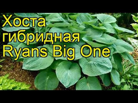download lagu mp3 mp4 Ryans Big One Hosta, download lagu Ryans Big One Hosta gratis, unduh video klip Ryans Big One Hosta
