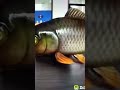 Pal Bhar Ke Liye Koi Hame Pyaar Kar Le Machhali Jal Ki Rani Hai Youtube Trending Shortsvideo