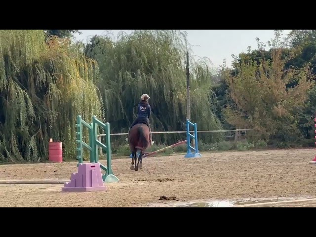 Jument pur sang, 9 ans, polyvalente dans le 66