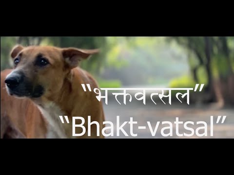 Bhakt-vatsal | Award-winning Documentary on Street Dogs | Anindita Mahapatra and @LogicalParadox