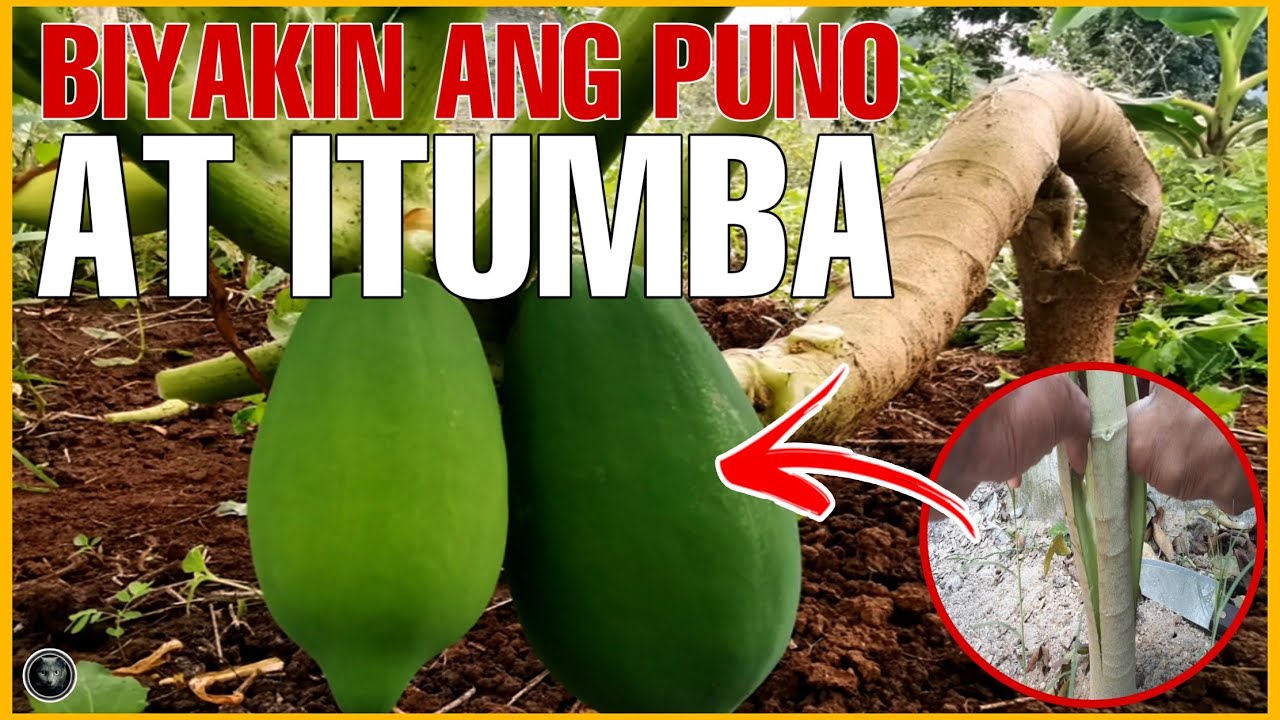 BIYAKIN ANG PUNO NG PAPAYA AT ITUMBA PARA TUMAMIS AT DUMAMI ANG BUNGA | Bhes Tv